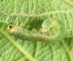 Euura hypoxantha