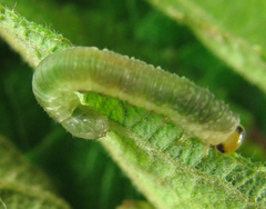 Euura hypoxantha