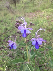 Rotheca