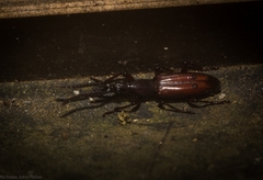 Amorphocephalina