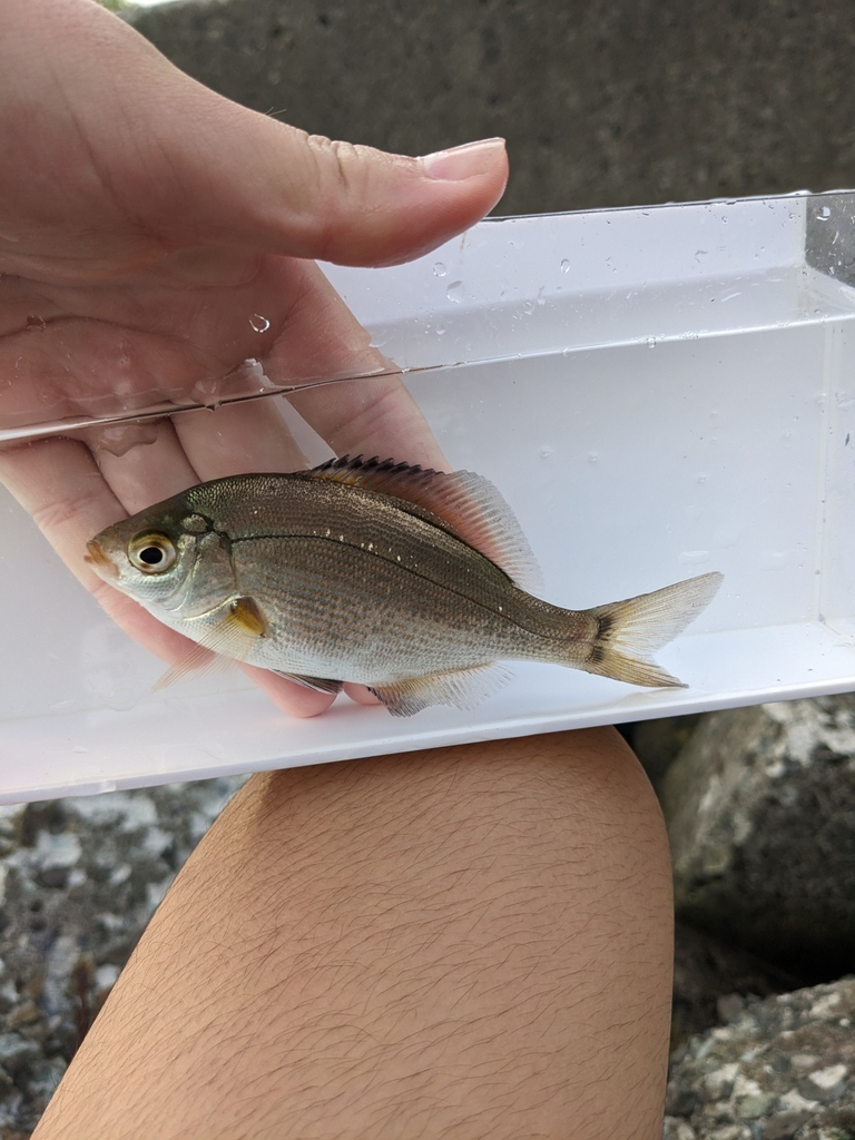 Temmincks brandingbaars (Ditrema temminckii) — Embiotocidae