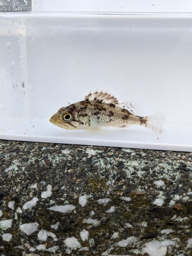 Korean rockfish (Sebastes schlegelii) — Sebastidae — 5