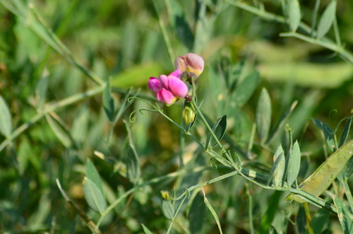 orange vetchling (Lathyrus cirrhosus)
