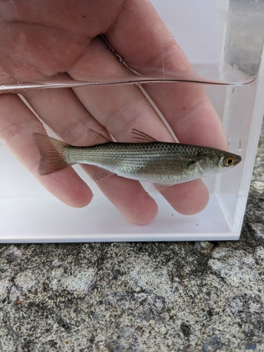 So-iuy mullet (Liza haematocheila) — Mugilidae — 5