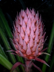 Ananas macrodontes