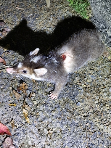 シナイタチアナグマ