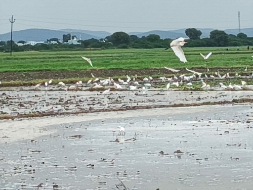 Eastern Cattle-Egret