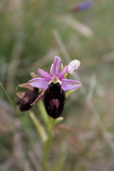 Ophrys × flavicans