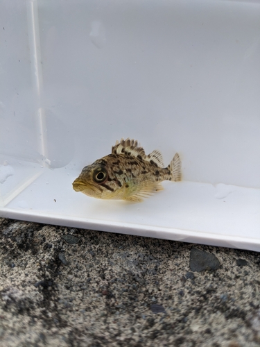 Korean rockfish (Sebastes schlegelii) — Sebastidae — 4