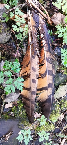 View observation of {o.common_name} on iNaturalist