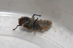 Entomophthora muscae