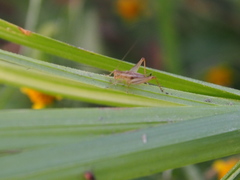 Svistella bifasciata