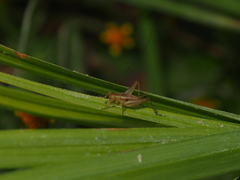 Svistella bifasciata