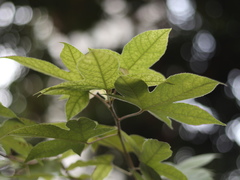 Liquidambar formosana