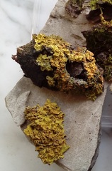 Xanthoria parietina