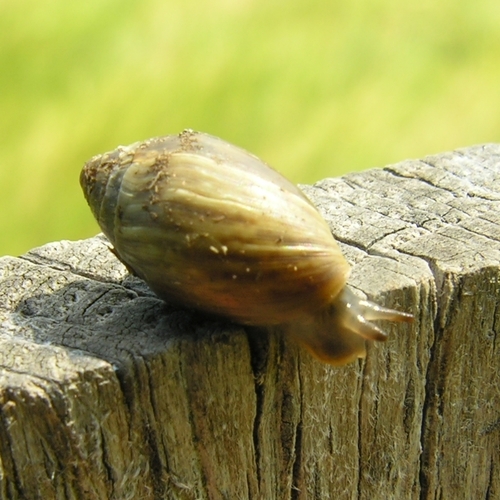 Two-toothed Marsh Snail