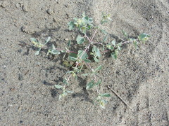 Atriplex laciniata