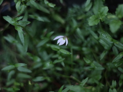 Lobelia chinensis