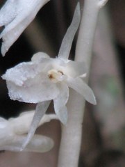 Epipogium roseum