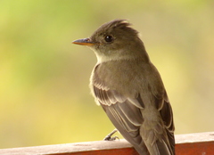 Eastern Wood-Pewee photo 4