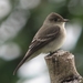 Eastern Wood-Pewee - Photo (c) Félix Uribe, some rights reserved (CC BY-SA)