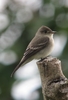 Eastern Wood-Pewee - Photo (c) Félix Uribe, some rights reserved (CC BY-SA)