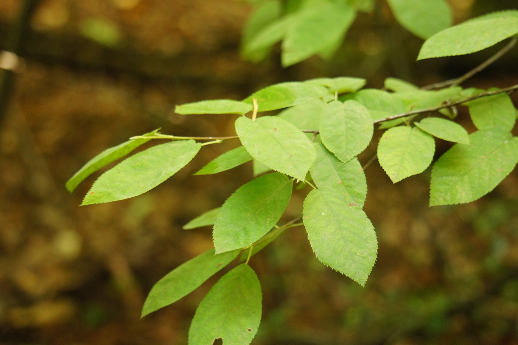 Amelanchier lamarckii