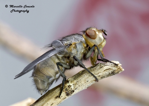 Orange-bearded Bluebottle Fly