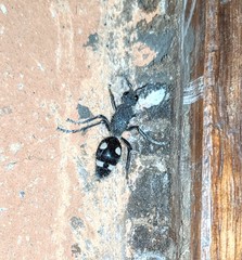 Dolichomutilla heterodonta