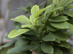 Daphniphyllum calycinum