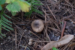 Inocybe asterospora