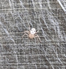 Firmicus bragantinus