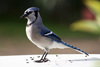 Blue and Steller's Jays - Photo (c) Darren Swim, some rights reserved (CC BY-SA)