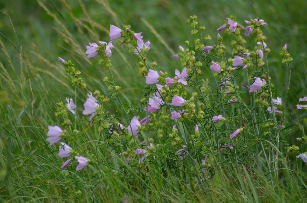 Malva moschata