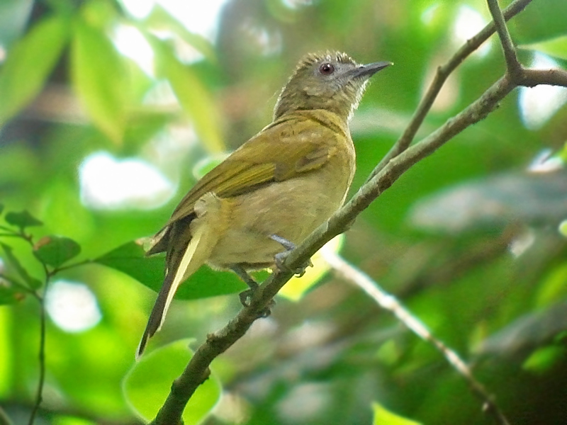 Sjöstedt's Greenbul illustration