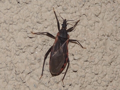 Triatoma rubida