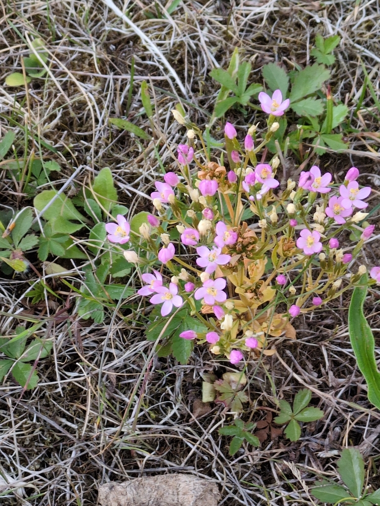 Centaurium erythraea