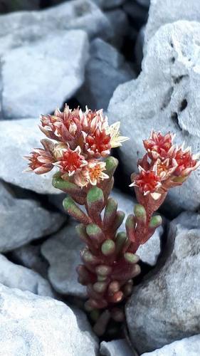 Alpine Stonecrop