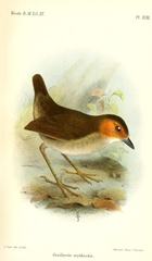 Rufous-Faced Antpitta photo 2