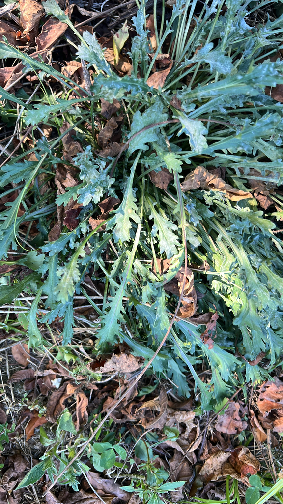 Leucanthemum vulgare