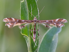 Geina didactyla