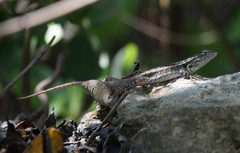 Sceloporus cozumelae