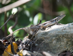 Sceloporus cozumelae