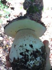 Boletus regineus