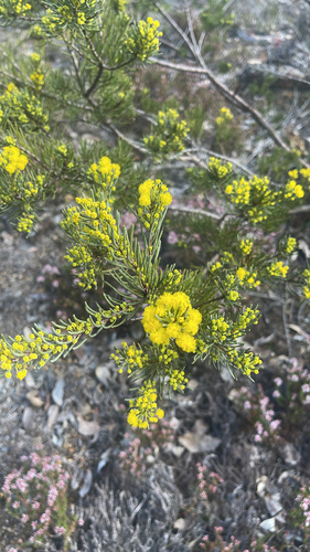 Acacia sulcata, 2025-08-30