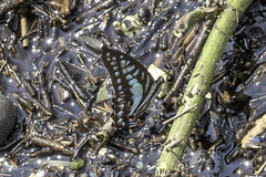 Graphium evemon