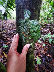 Monstera dubia