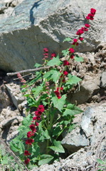 Blitum capitatum capitatum