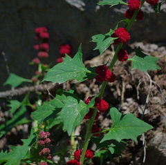 Blitum capitatum capitatum