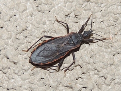 Triatoma rubida